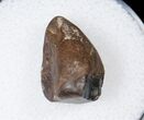 Ceratopsid Dinosaur Tooth - Judith River #17646-1